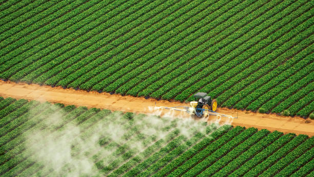 Best Termite Control Services  in Lugoff, SC